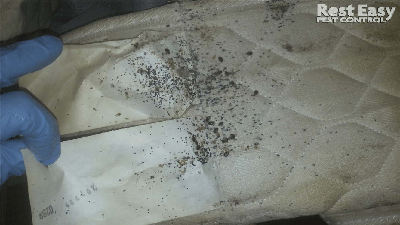 Bed Bug Mattress Stains Adult bed bugs on mattress,