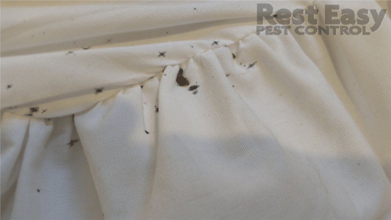 Bed Bug Droppings Bed Bug Fecal Stains on Bed