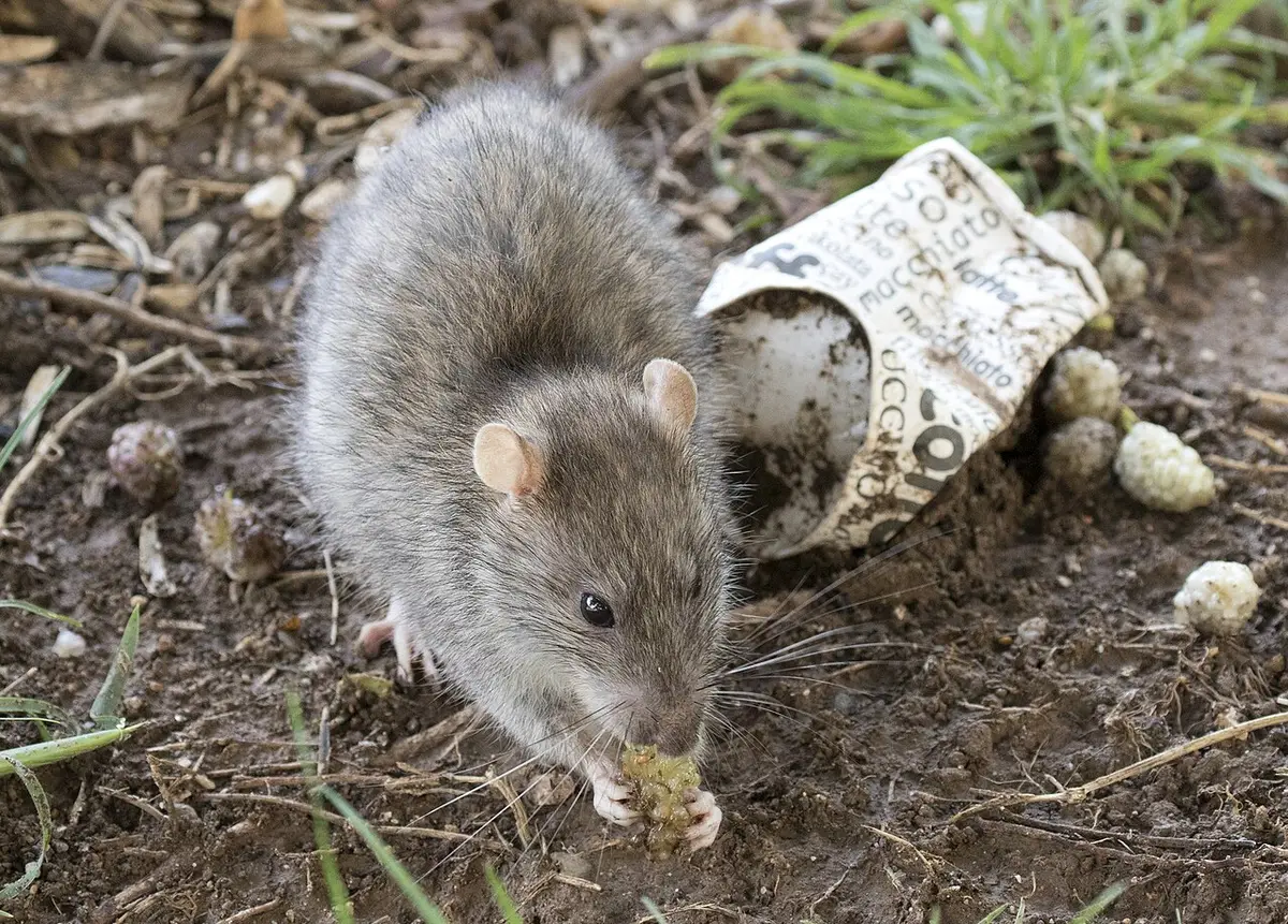 Brown rat (Rattus norvegicus) eating mulberries. Illustrative stock photo, not Philadelphia's current infestation.