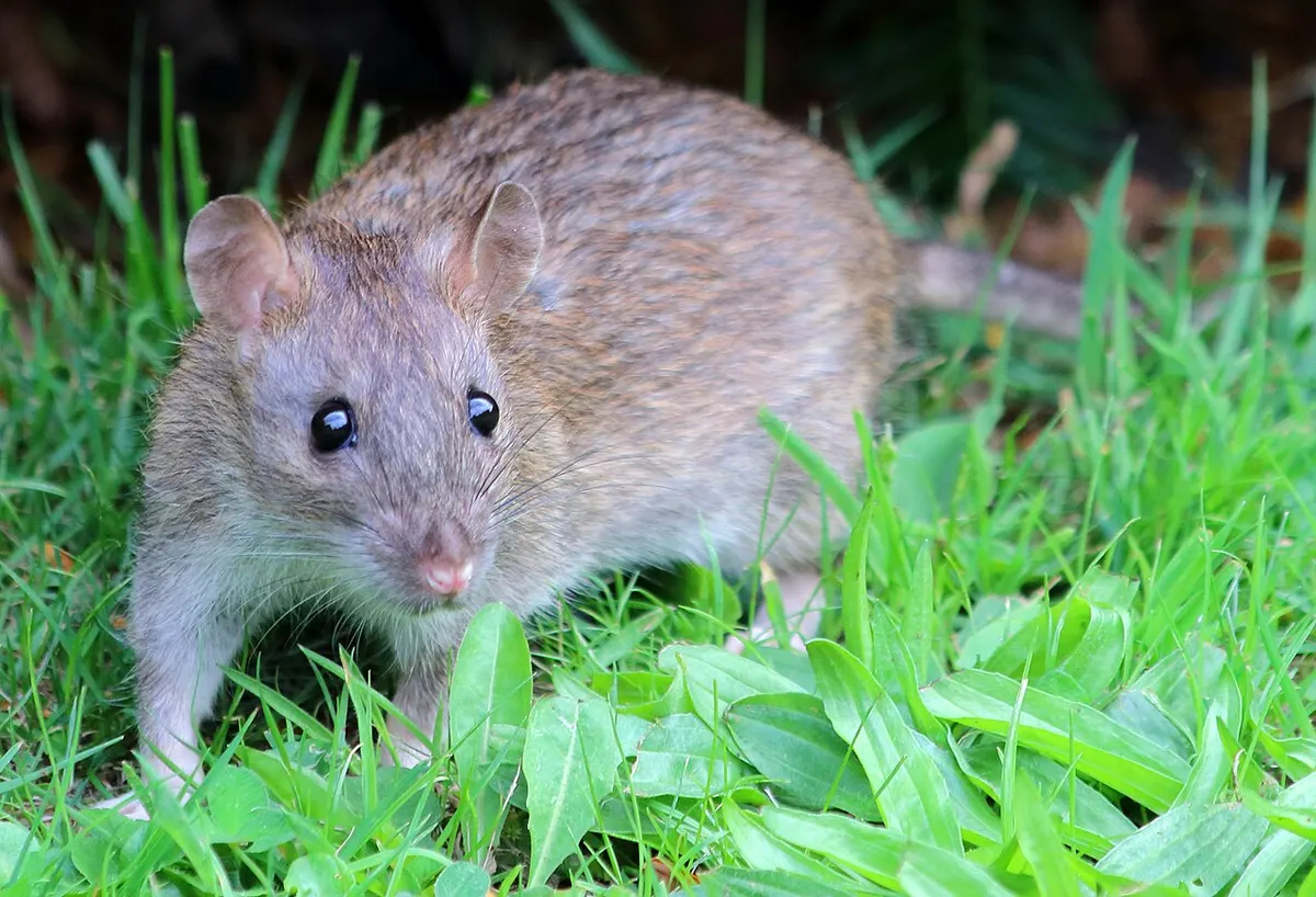 Brown rat (Rattus norvegicus). Illustrative stock photo, not Philadelphia's current infestation.