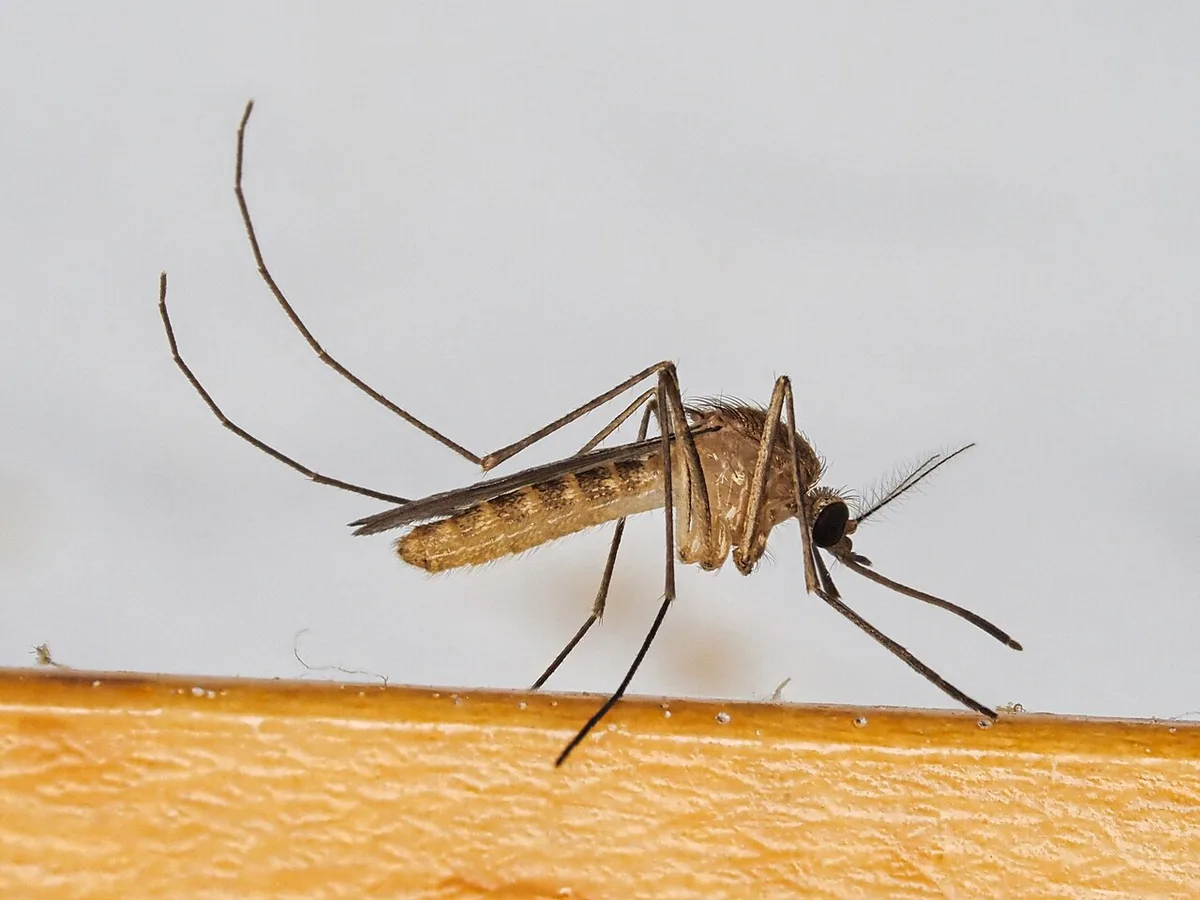 Culex pipiens mosquito, the main West Nile vector in the Northeast. Illustrative stock photo.