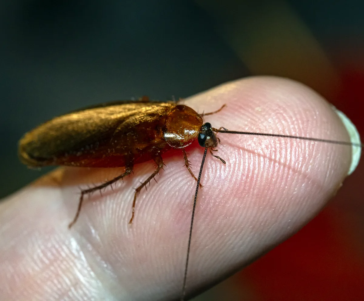 Pennsylvania wood cockroach, adult male. Illustrative photo.
