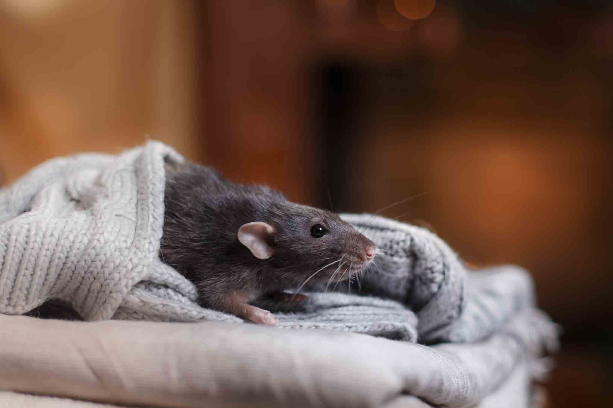 A rat sitting in a blanket.