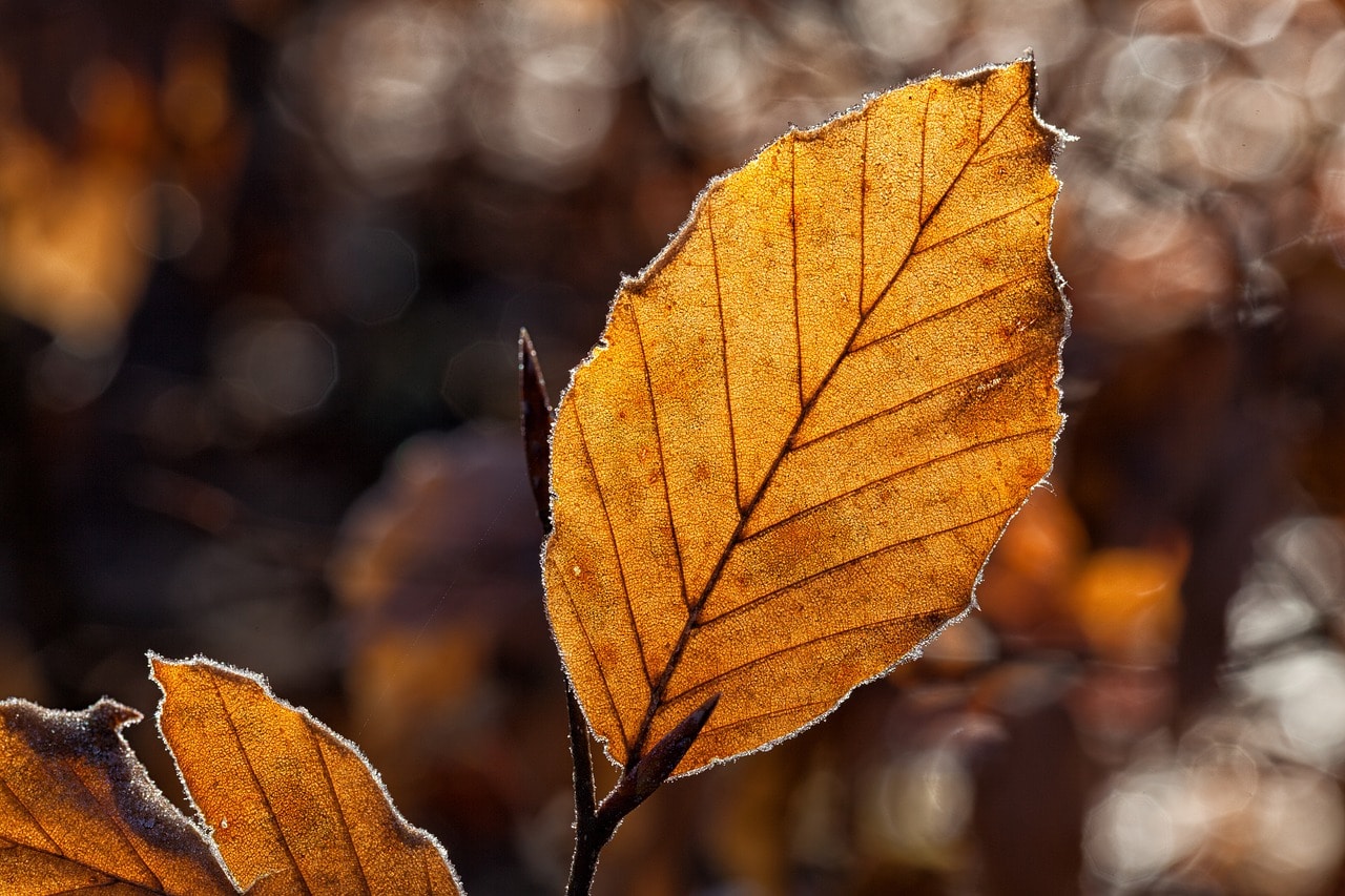 fall leaves