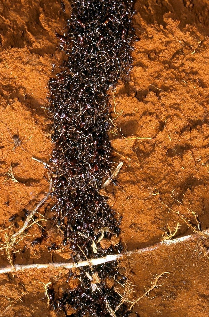 Safari_ants_tunnel