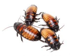 Roaches