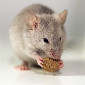 house mouse