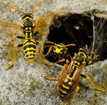 Wasps Nest}