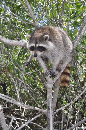 raccoon