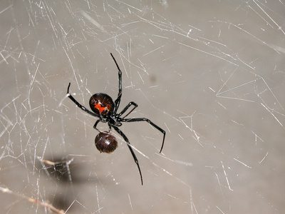 black widow spider