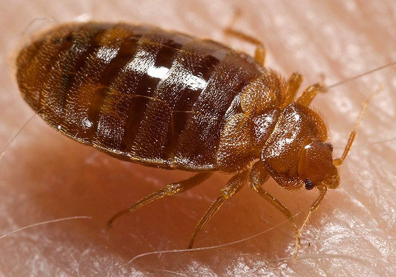 Noticing Signs of Bed Bug Bites: Are the Bites Harmful to Your Body?, Rest Easy Pest Control, NYC & Long Island Exterminator, NY