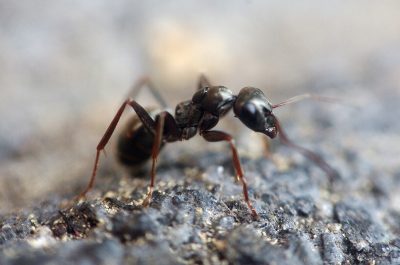 ant