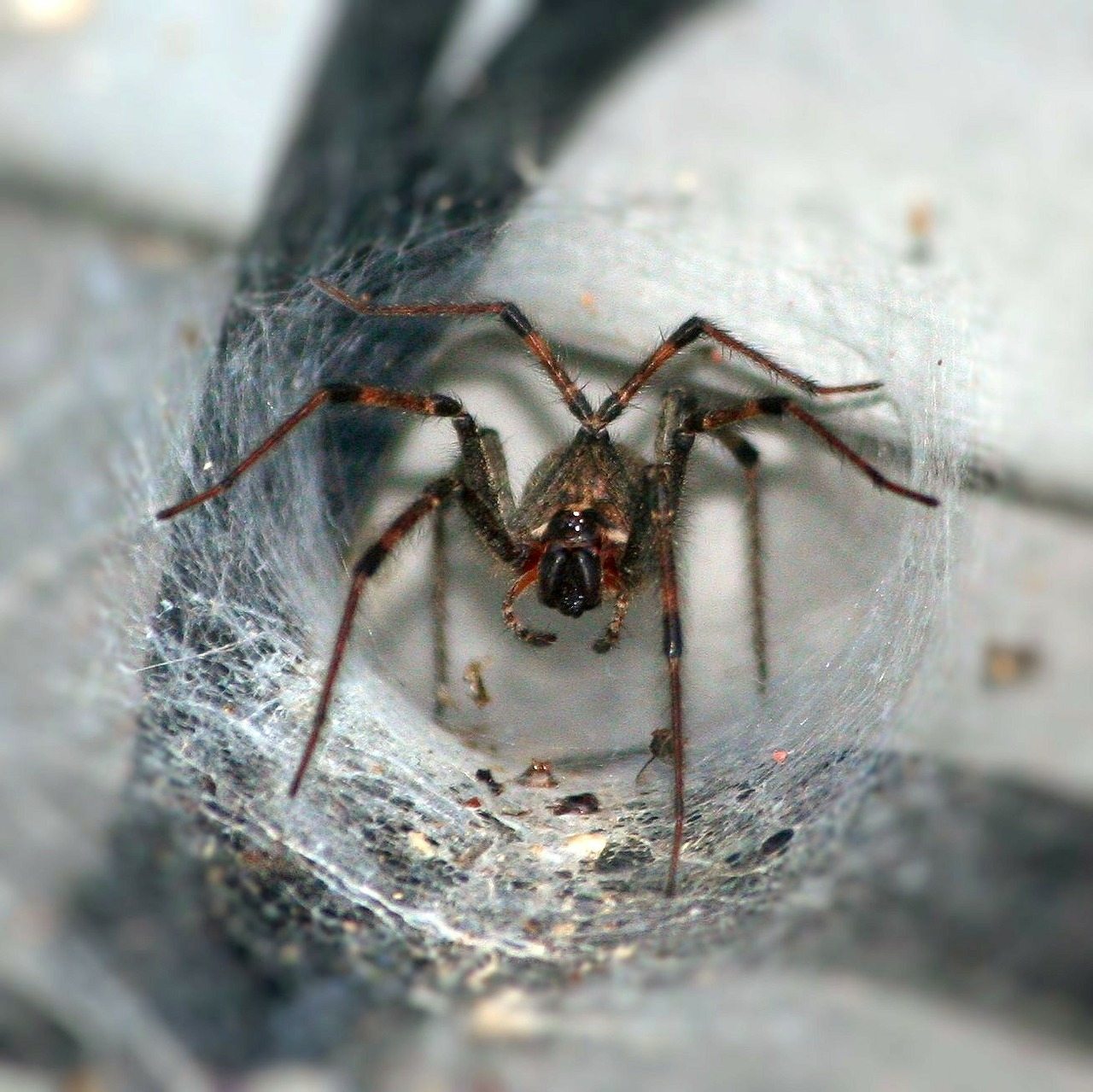 funnel-spider