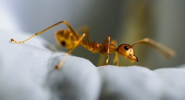 ant