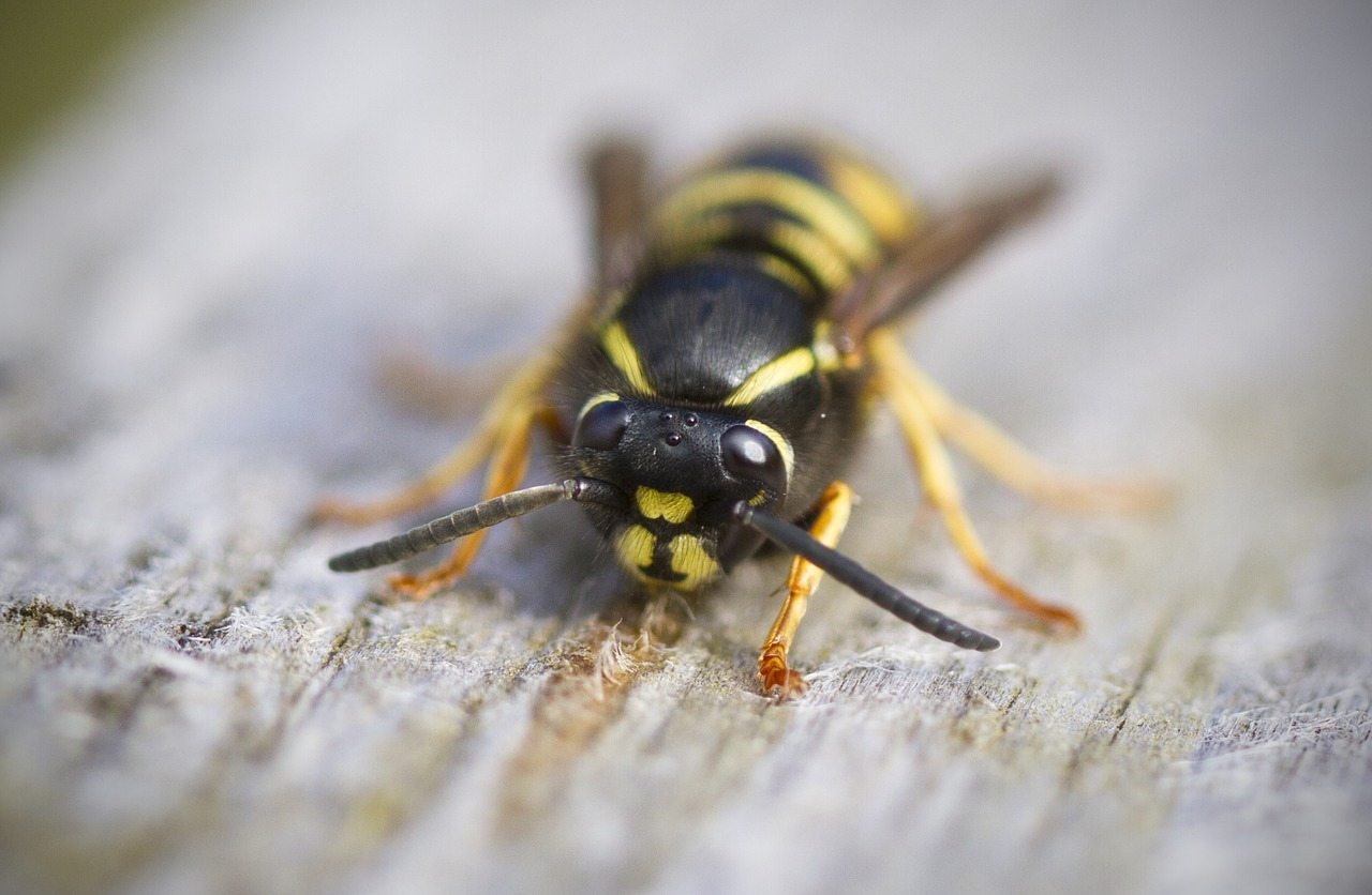 Wasp