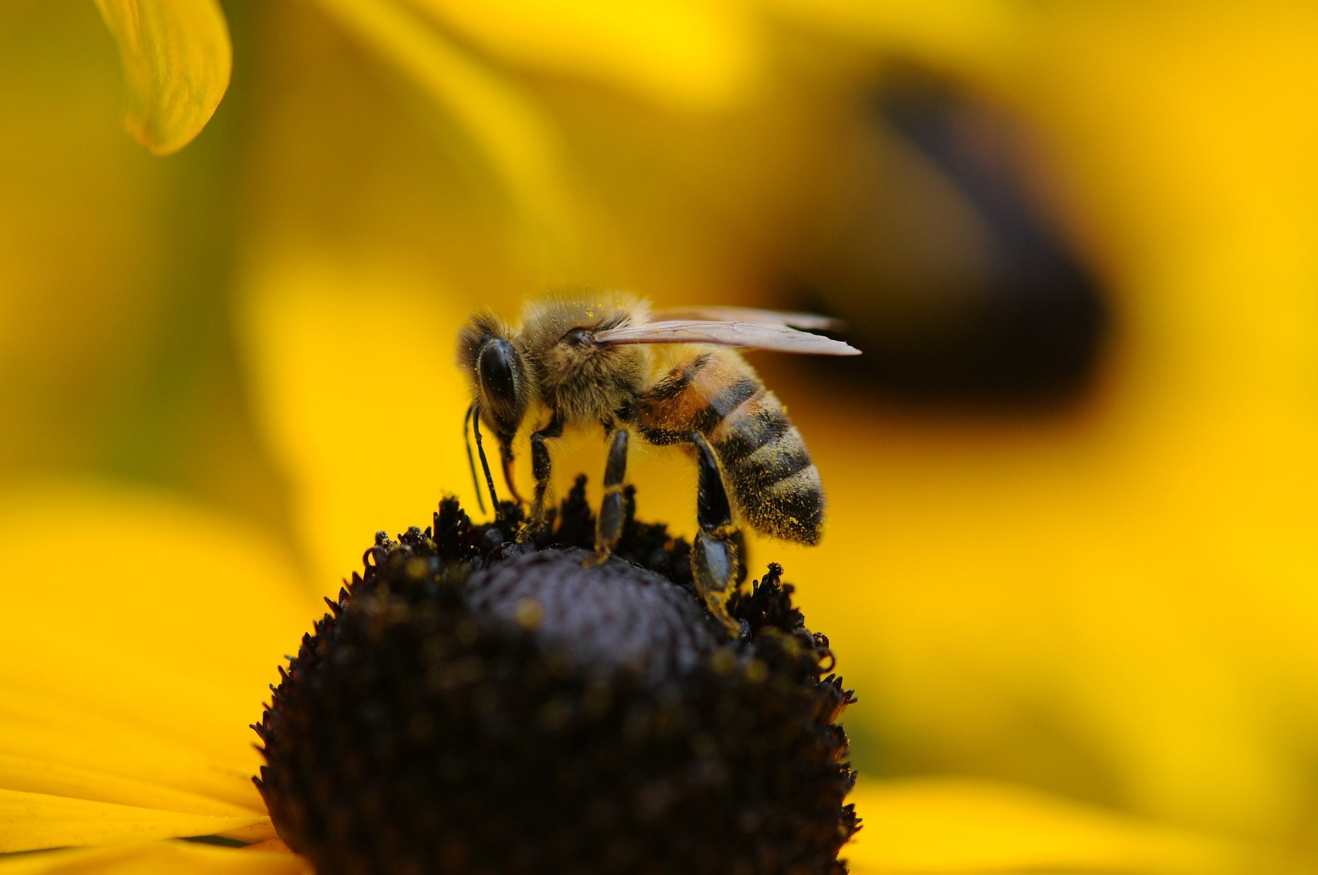 Bees and Wasps Facts: Watch Out! These Colors Will Make Bees and Wasps Attack}