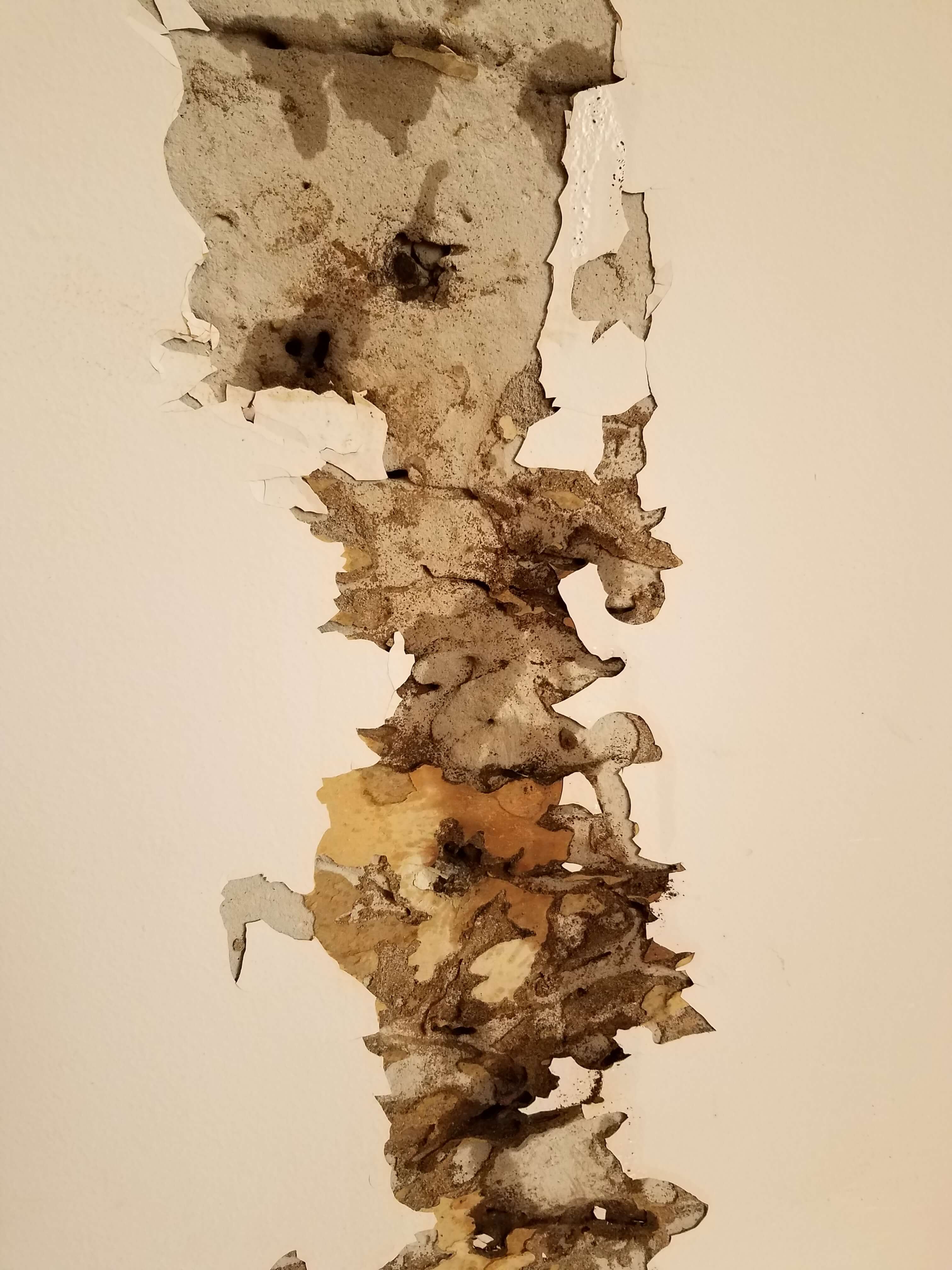 Termites Infestation}