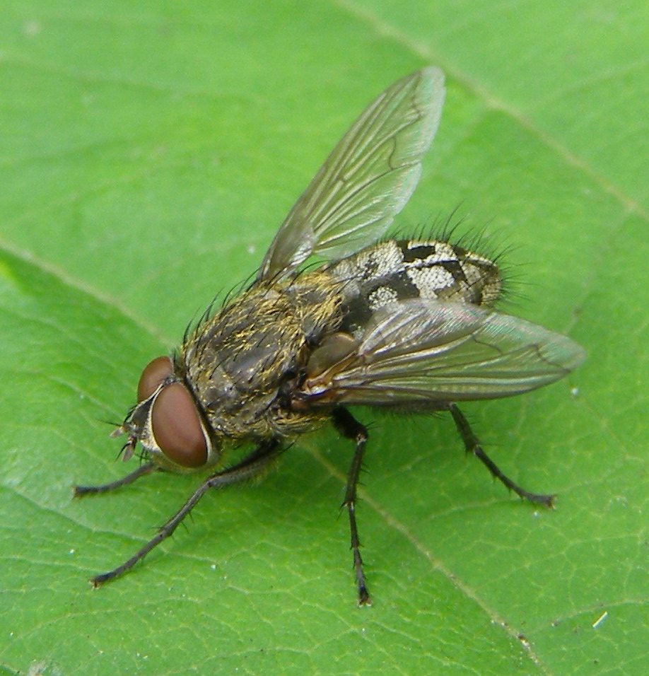 Cluster-fly