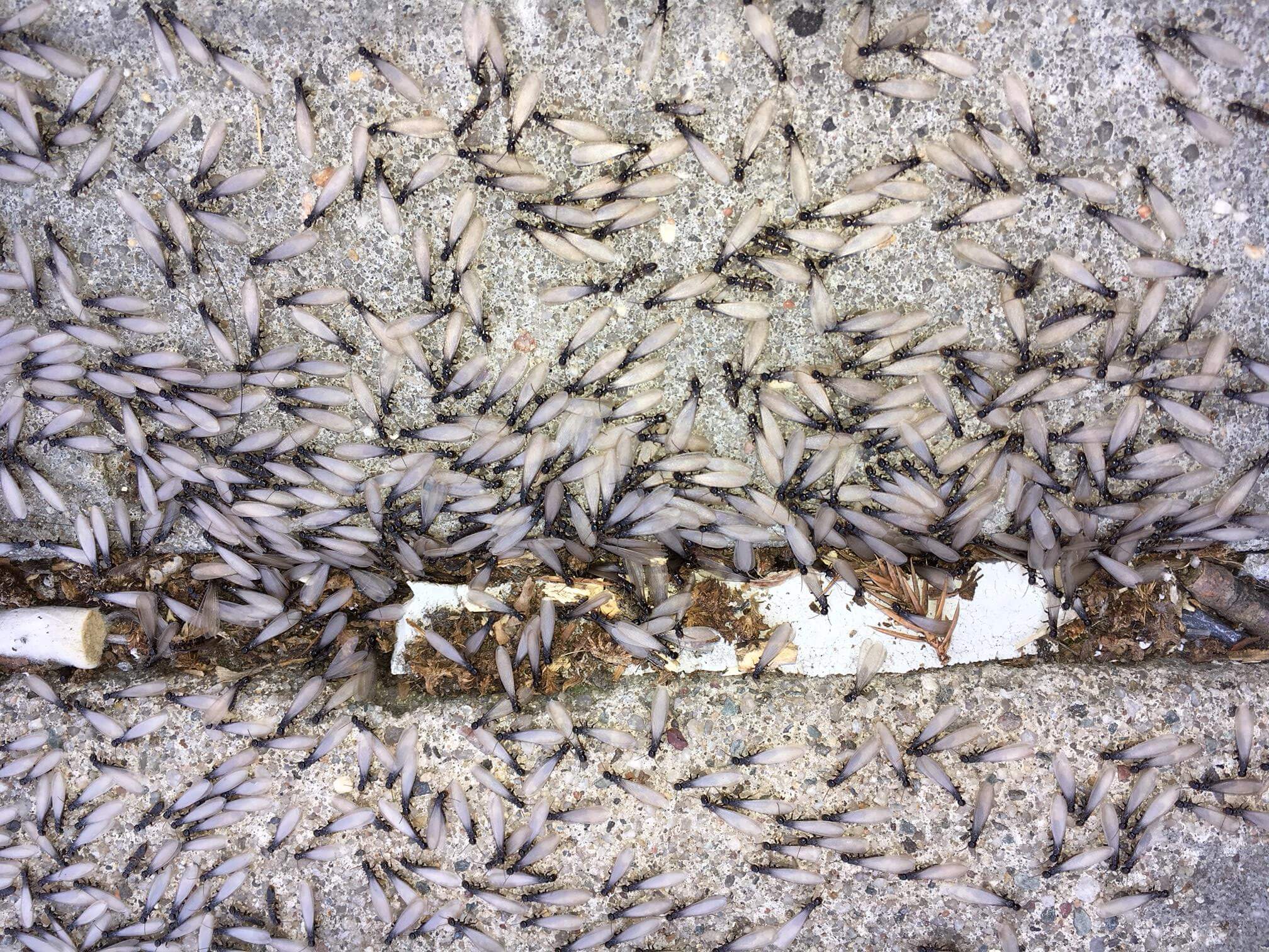 Termite Infestation}