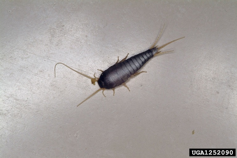 Silverfish}