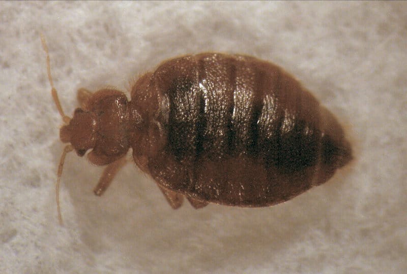 bed bug