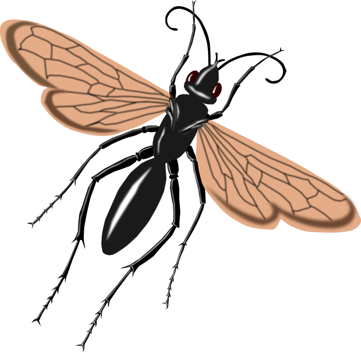 tarantula hawk icon