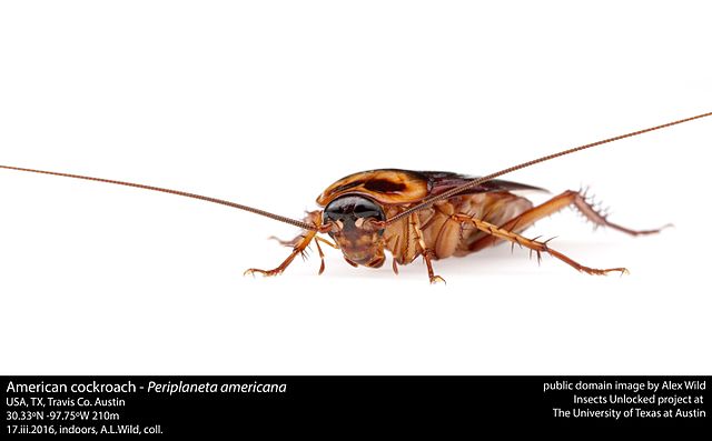 American_cockroach_-_Periplaneta_americana}