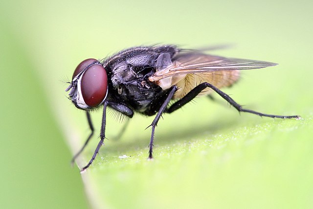 Housefly_on_a_leaf_crop