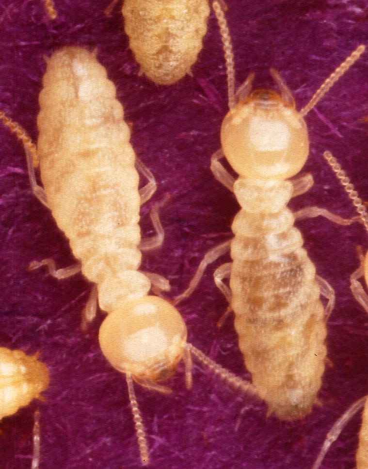 Termite-Formosan