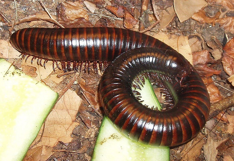 millipedes