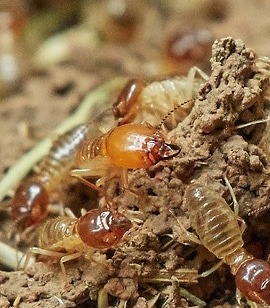 TERMITES}