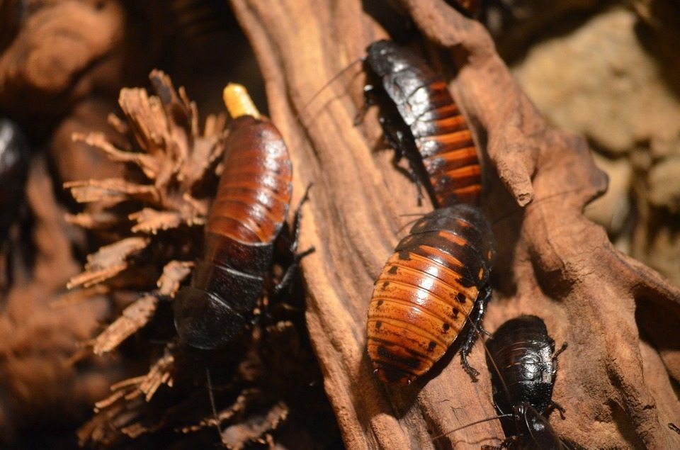 COCKROACHES