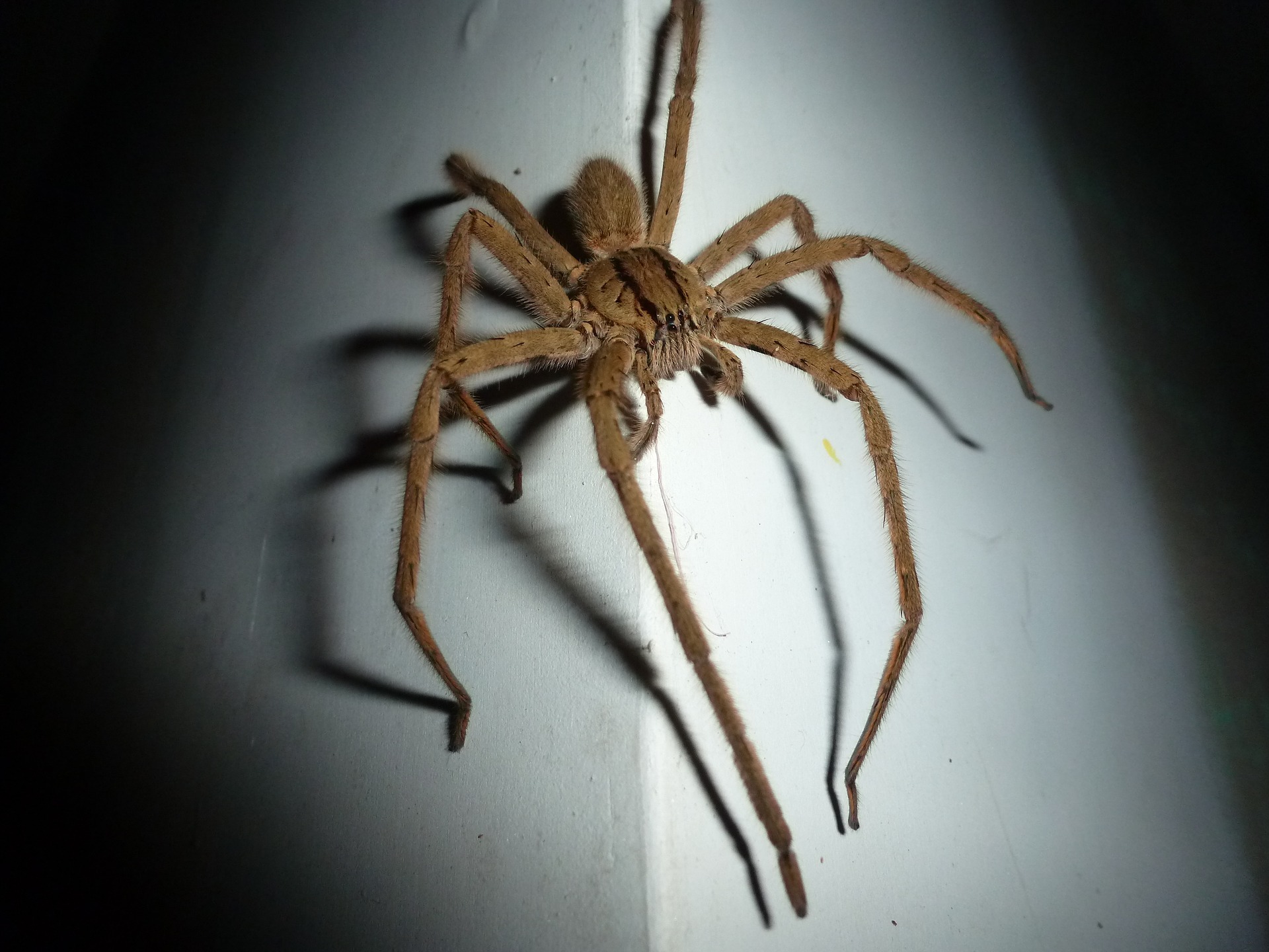 Wolf Spider}