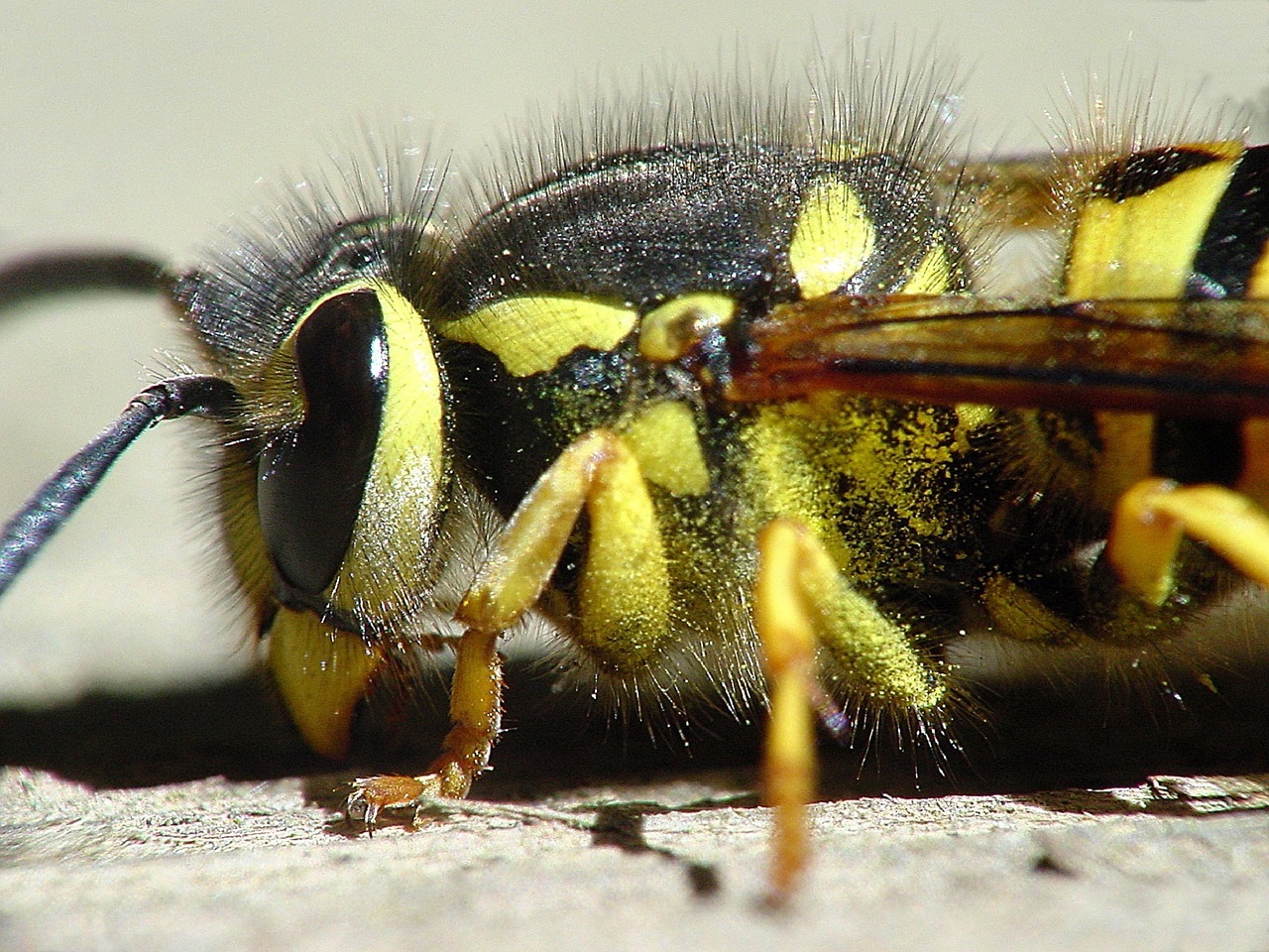 Yellow Jacket