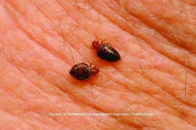 two-bed-bugs