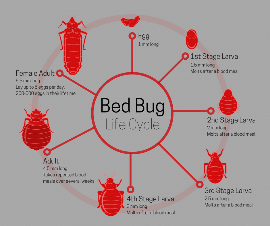 Bed Bug Life Cycle