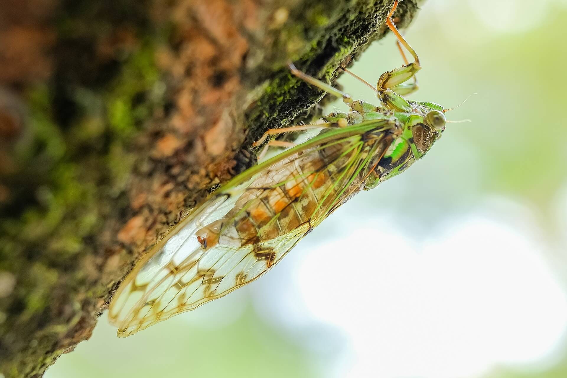 Cicada On Tree 2}