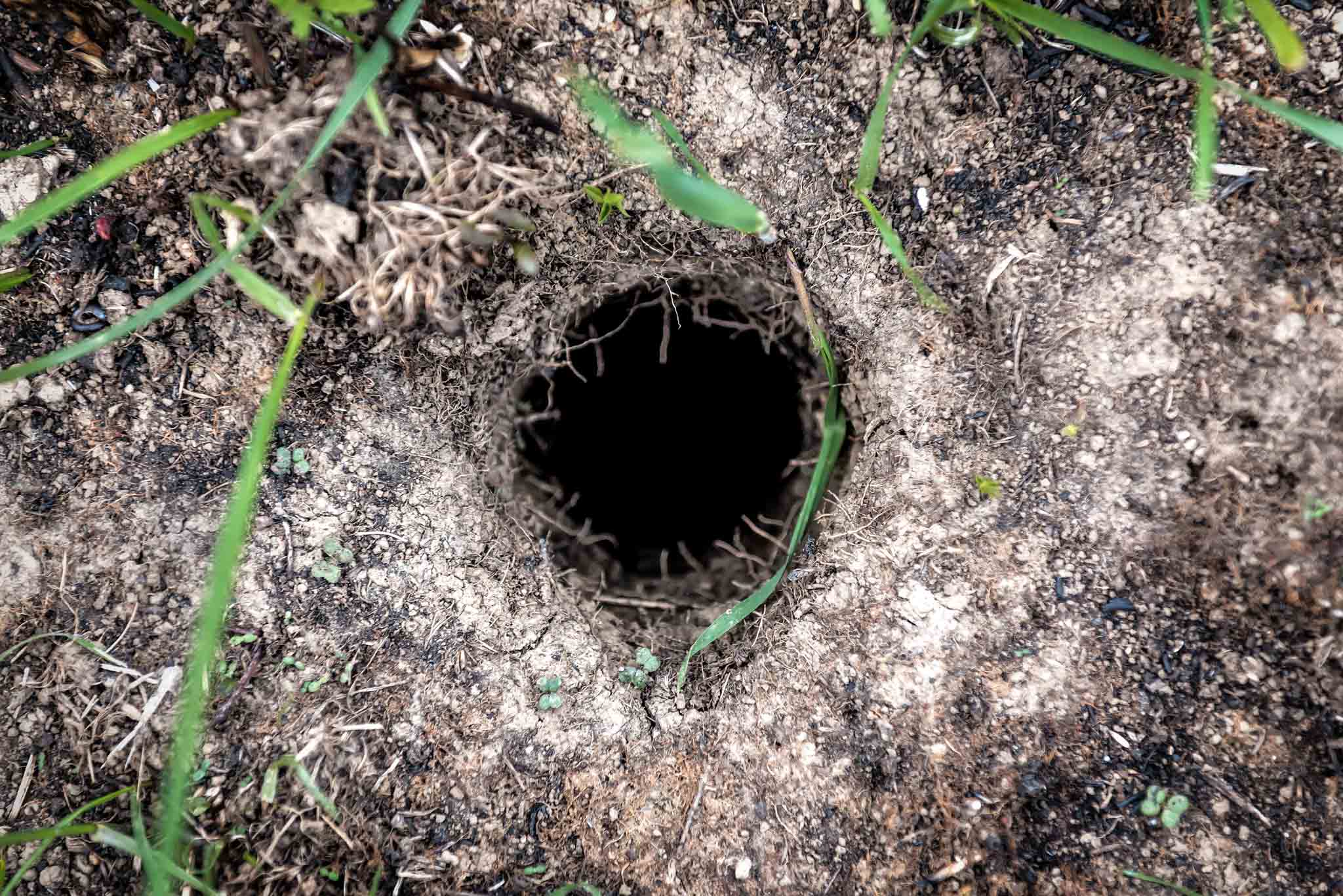 An image of a gopher burrow in a residential yard.