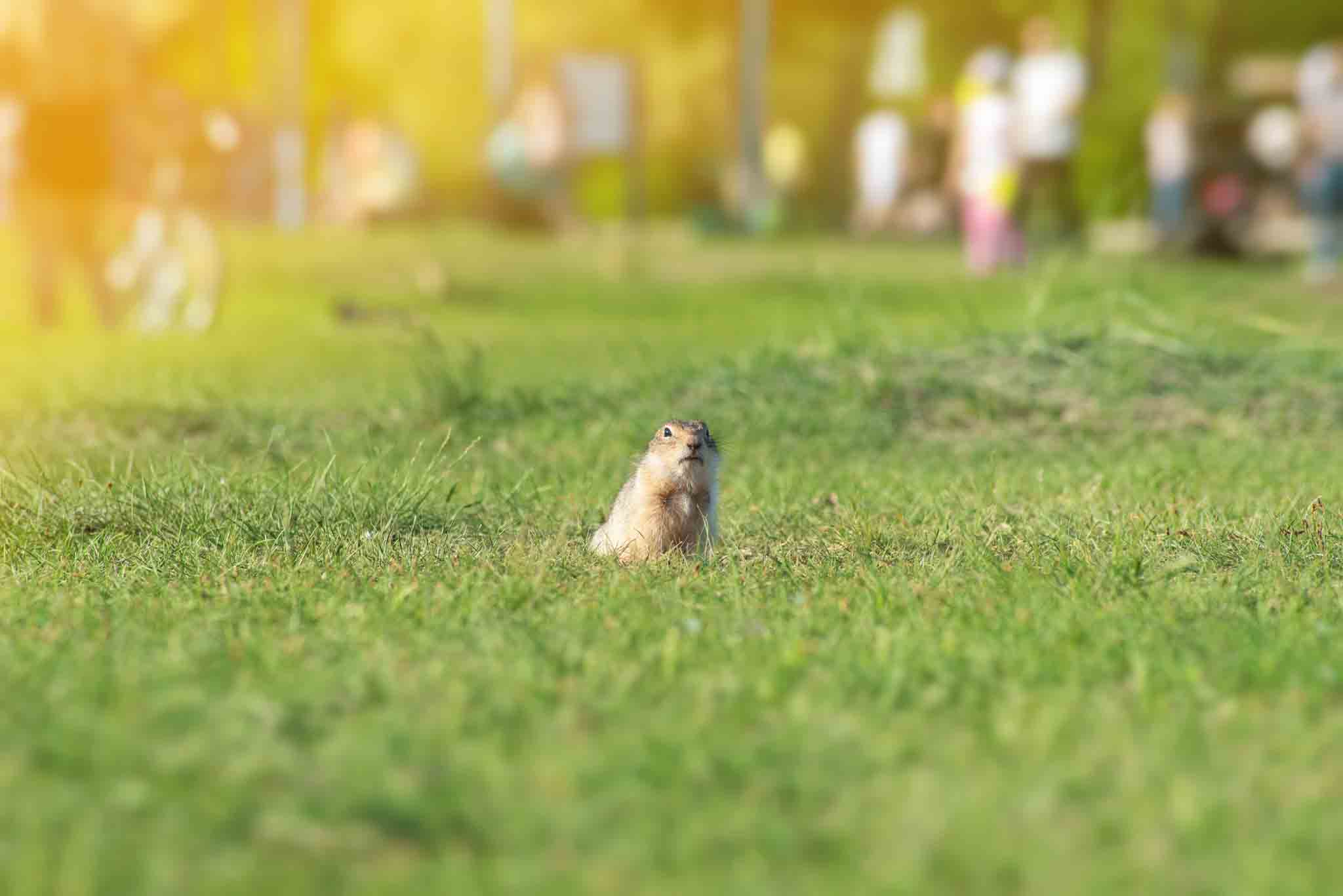 An image of a gopher in a wide yard - Rest Easy Pest Control Philadelphia offers effective gopher removal in Philadelphia PA.
