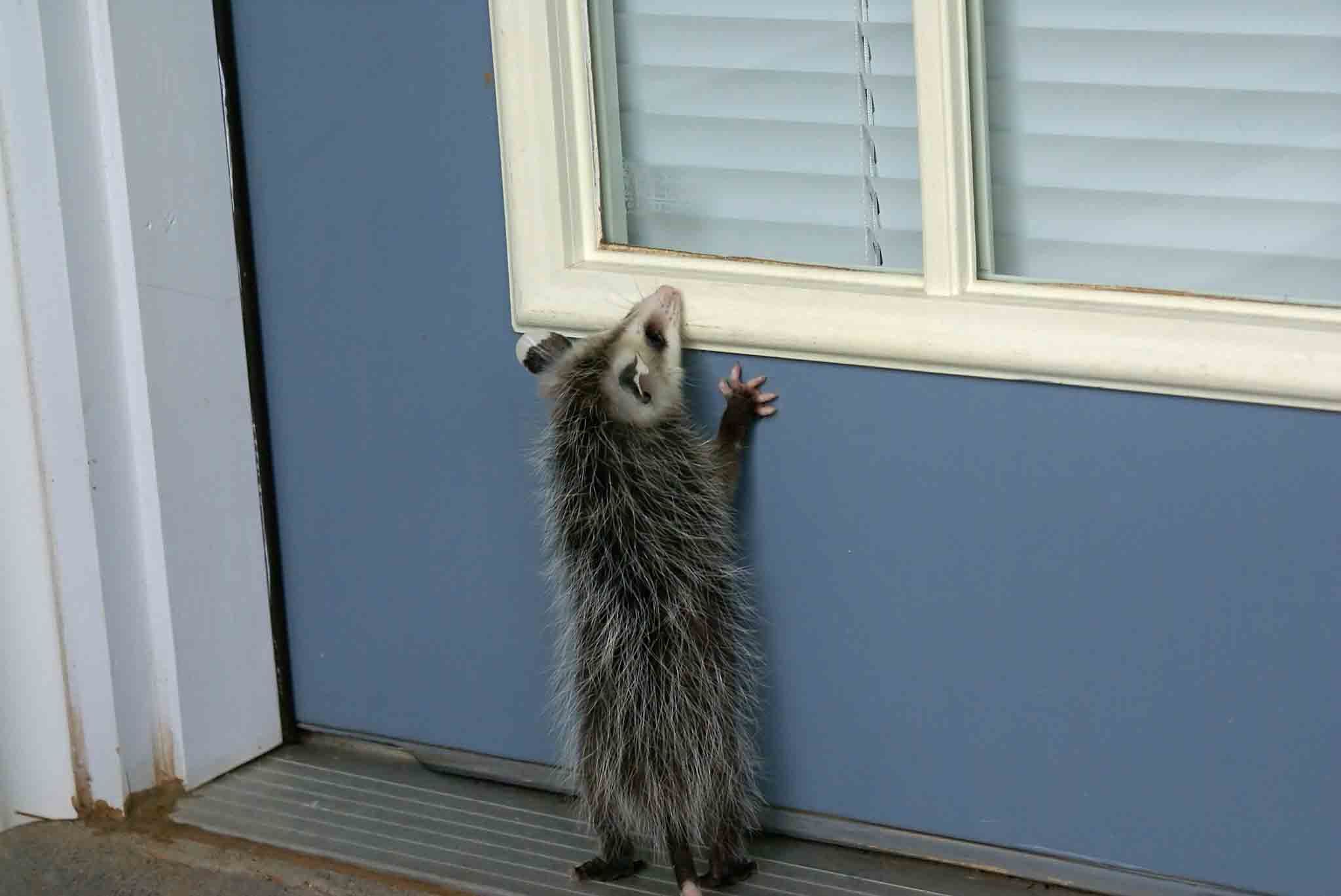 An opposum trying to get into a home protected by Rest Easy Pest Control Nassau County's professional exterminators.