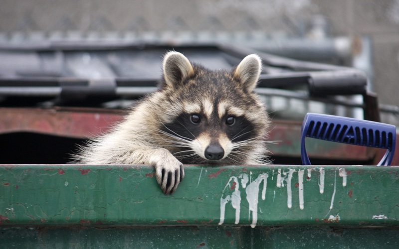 an image of a raccoon in a trash can.}