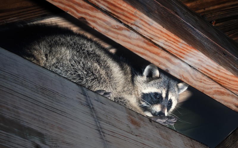 An image of a racoon hiding in a buildings structure - Rest Easy Pest Control offers humane wildlife removal to protect your property from damage and disease.