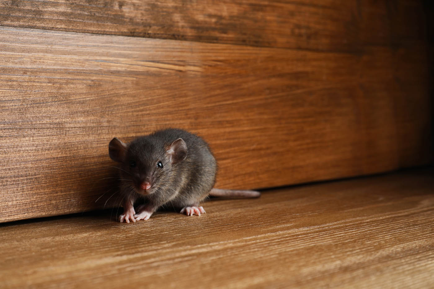 A house mouse hiding by floorboards, contact Rest Easy Pest Control Suffolk County.