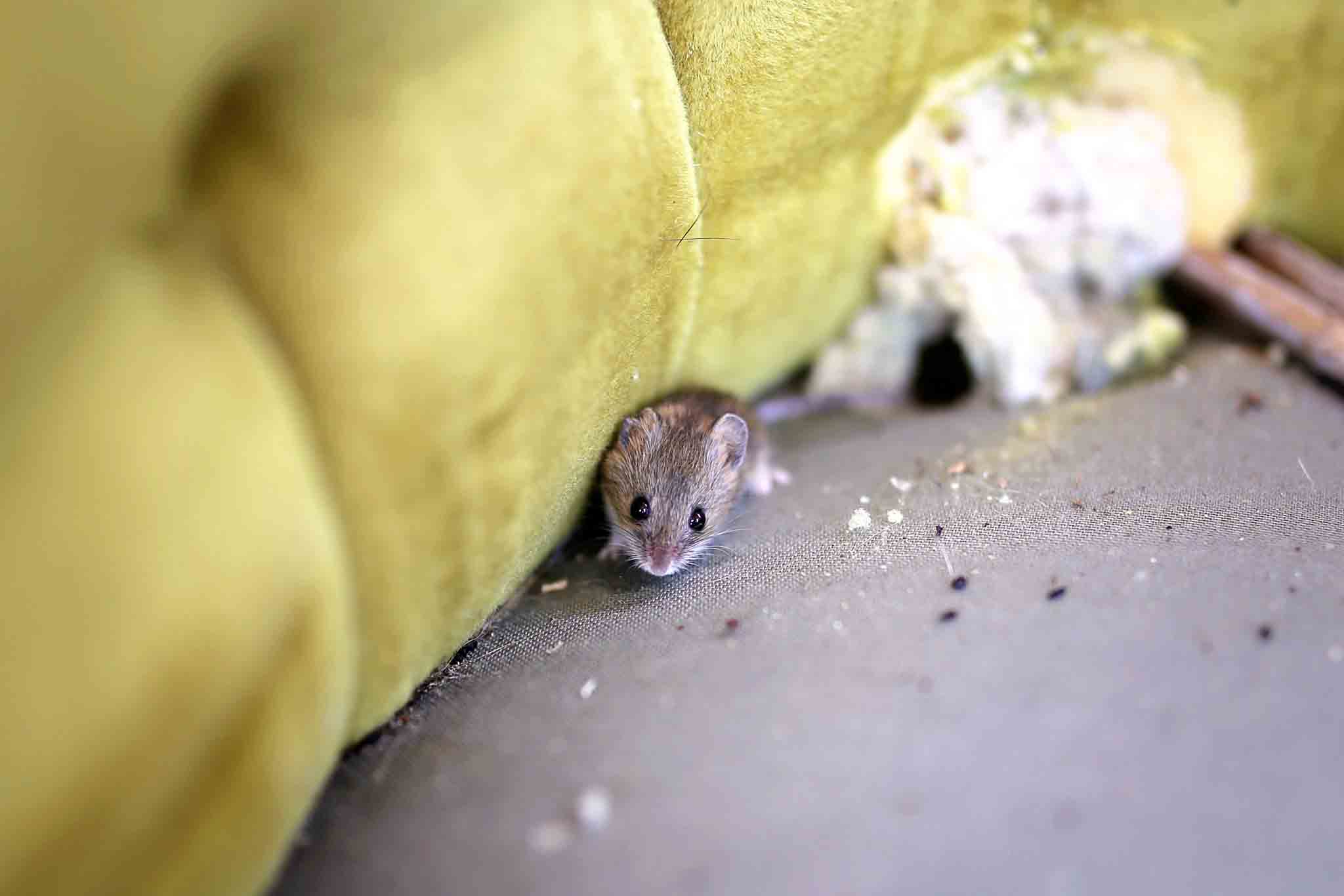 A mouse nested by a green couch, choose Rest Easy Pest Control Nassau County.