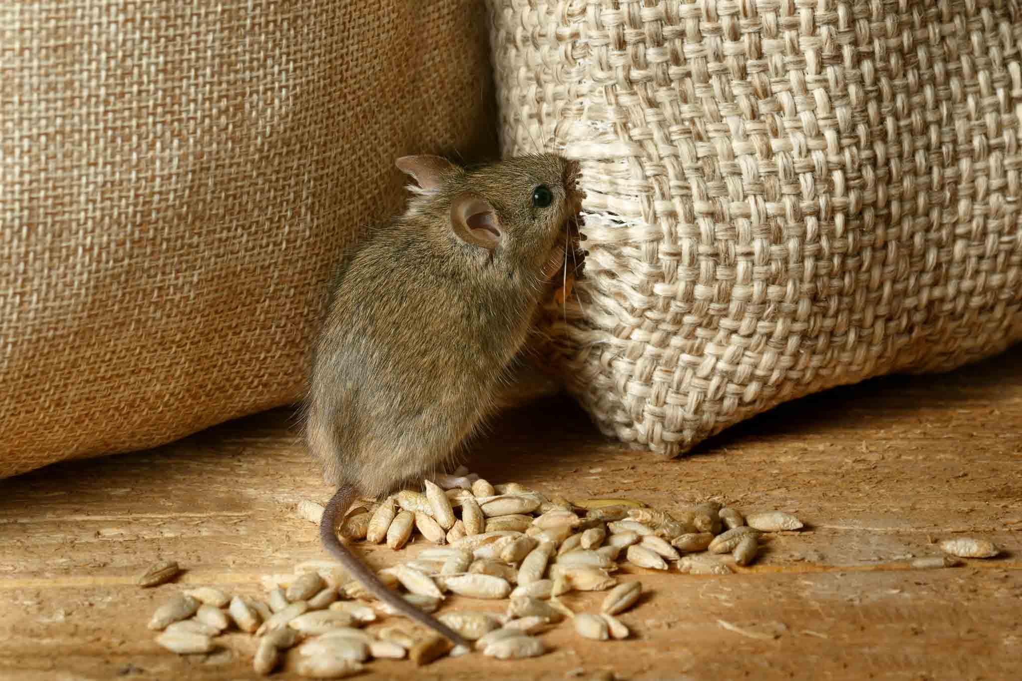 A mouse getting into a food bag, choose Rest Easy Pest Control Suffolk County.