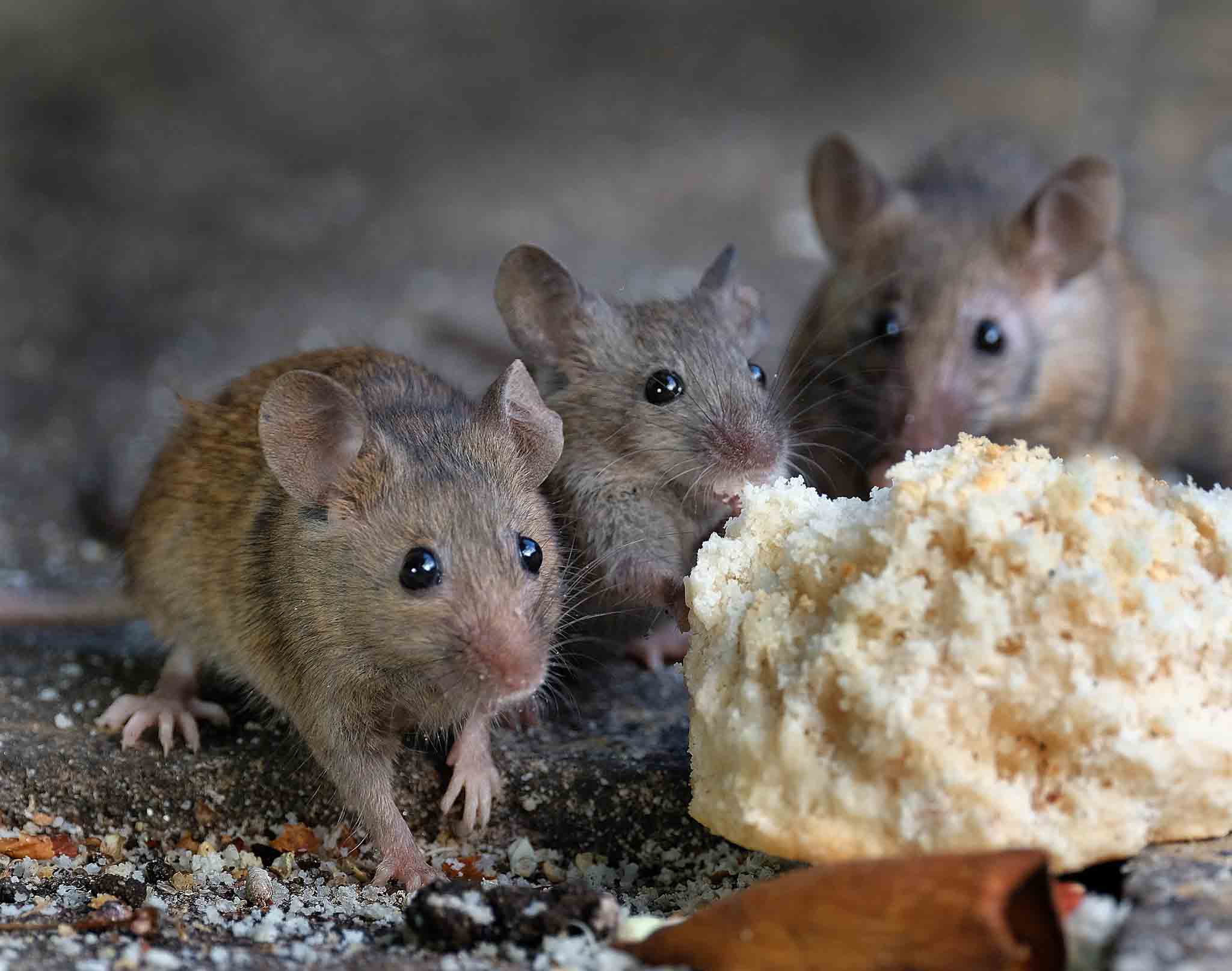 Two brown mice sitting by some bread, choose Rest Easy Pest Control Nassau County services.