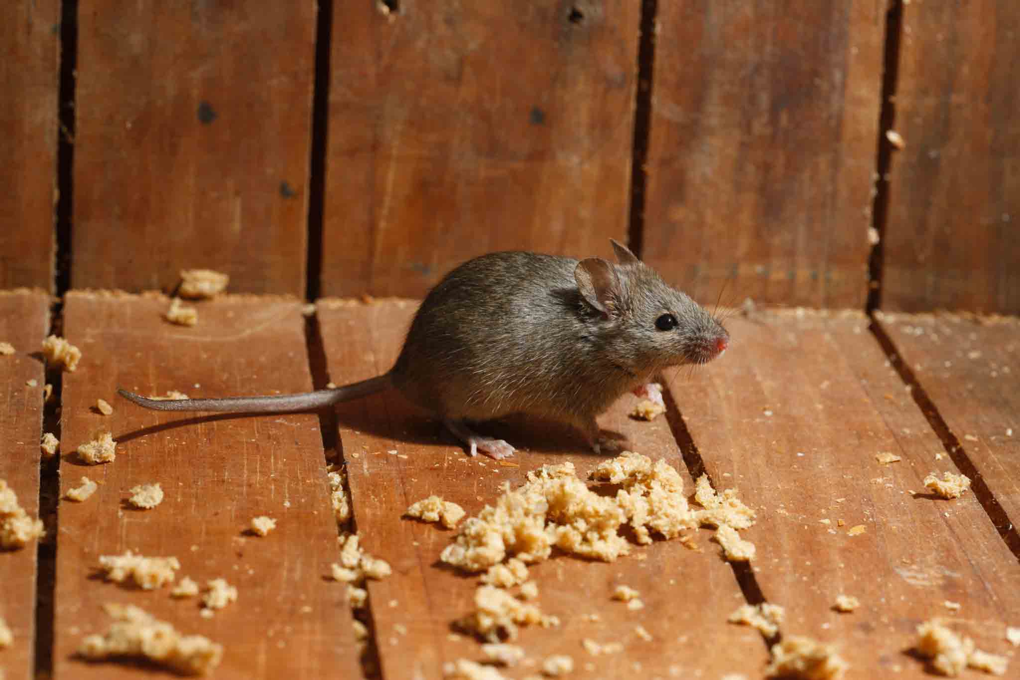 An image of a mouse - Rest Easy Pest Control is the most trusted home exterminator in Suffolk County, NY.