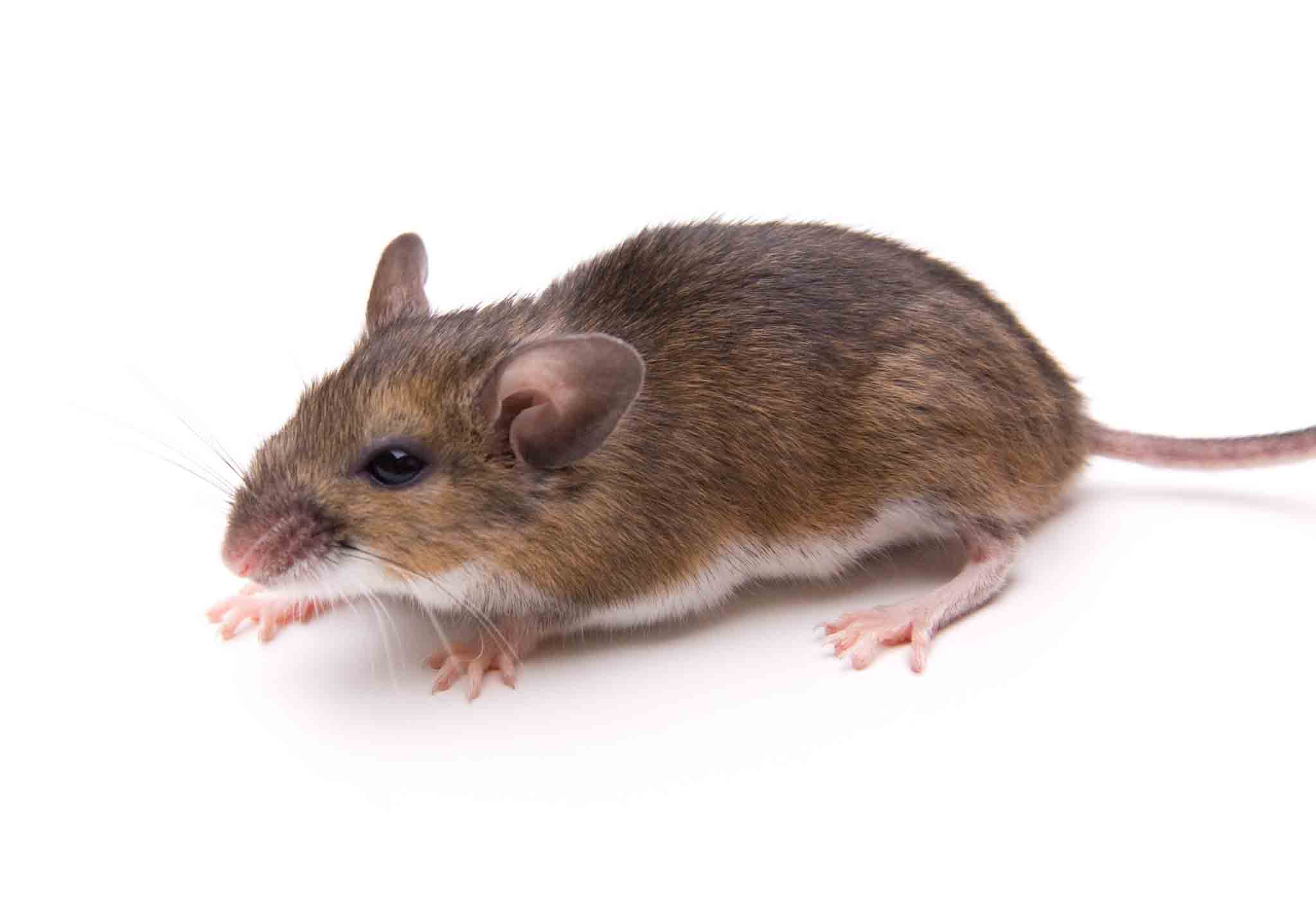 A little white footed mouse, choose Rest Easy Pest Control Nassau County services.