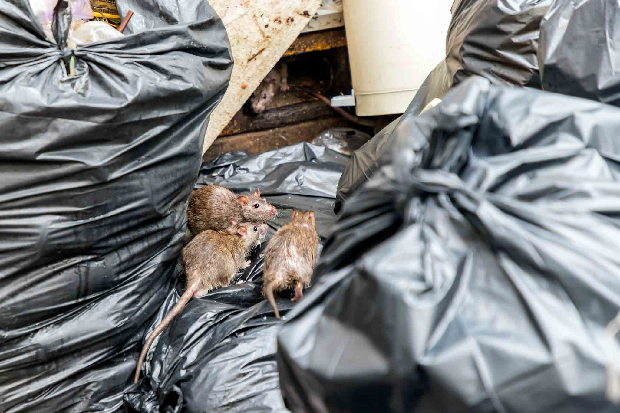 A group of rats pilled on trash bags - get effective treatment when you choose to work with professionals like Rest Easy Pest Control Suffolk County.