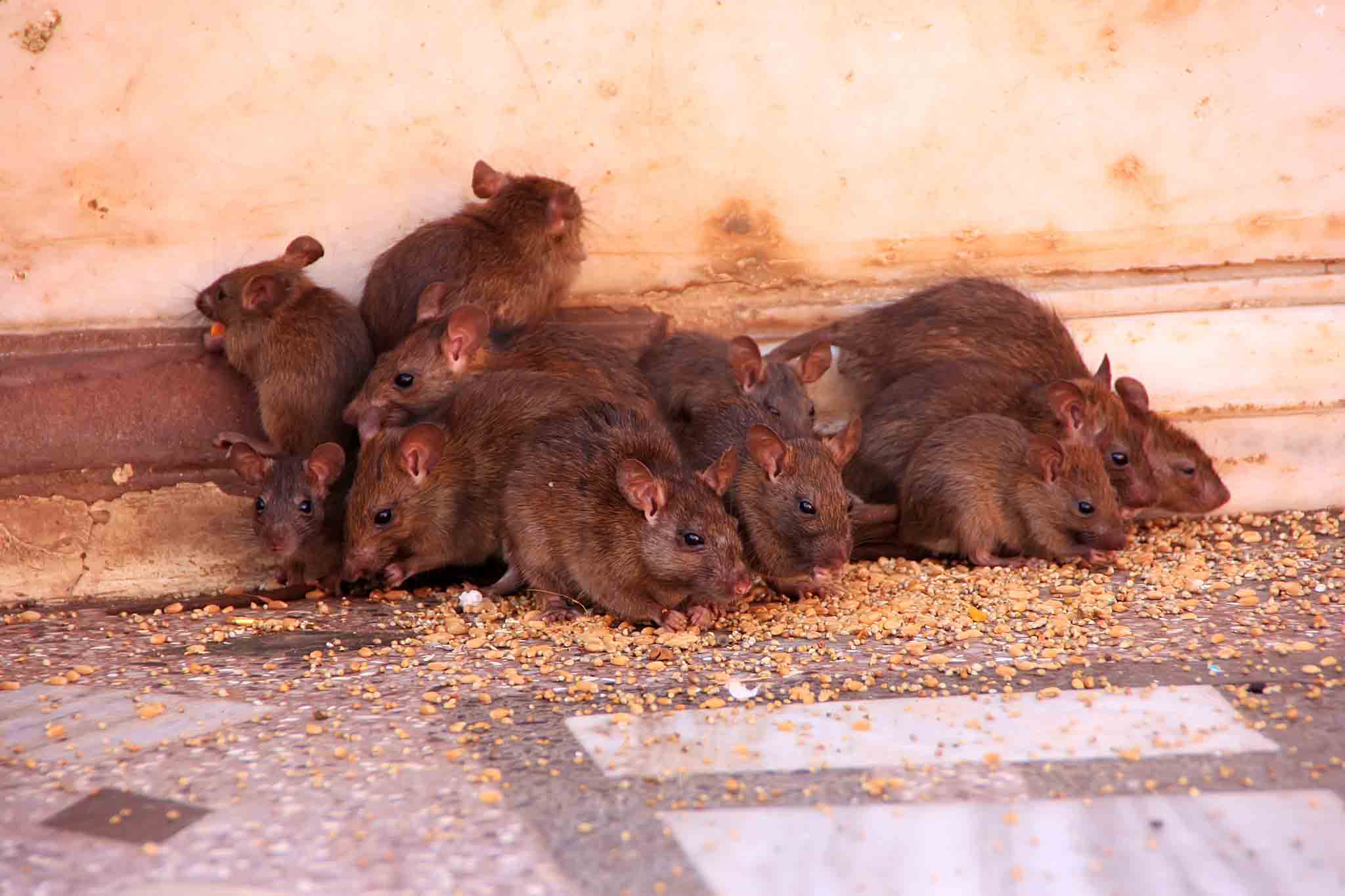 A group of rats piled on top of each other, choose Rest Easy Pest Control Nassau County services.